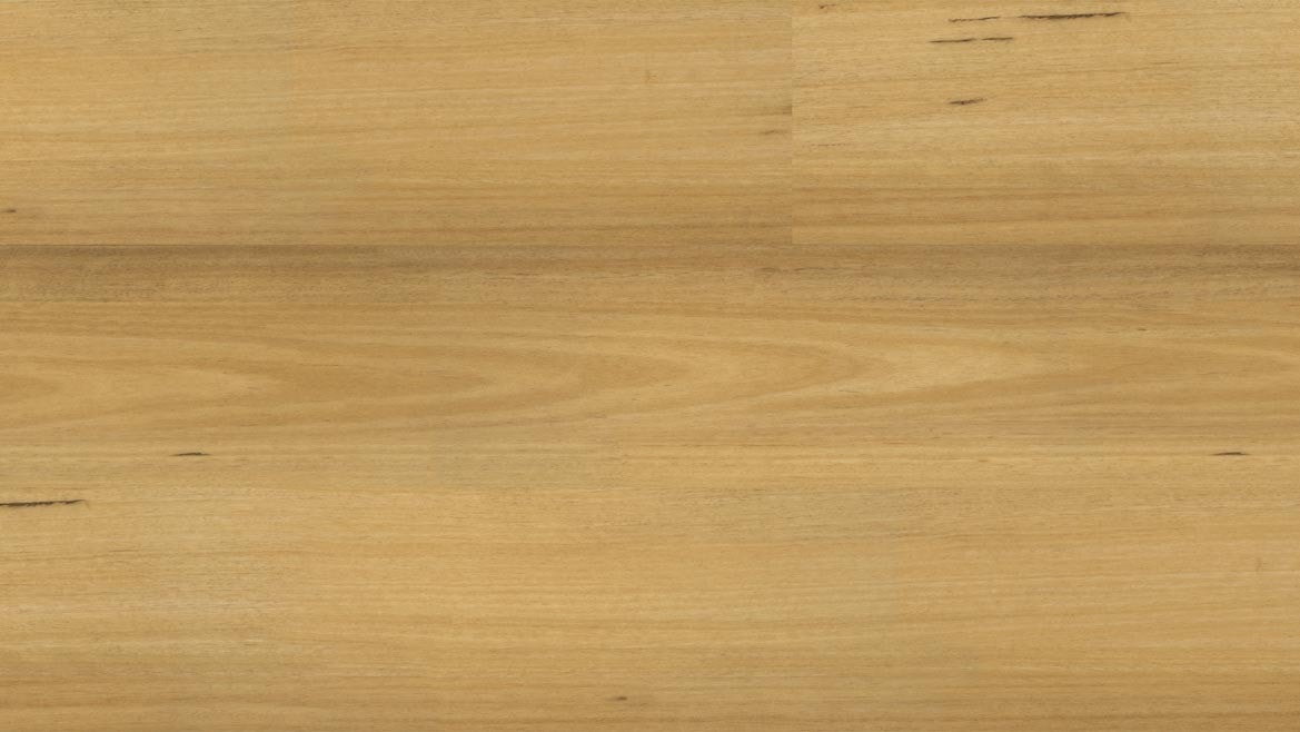 New England Blackbutt