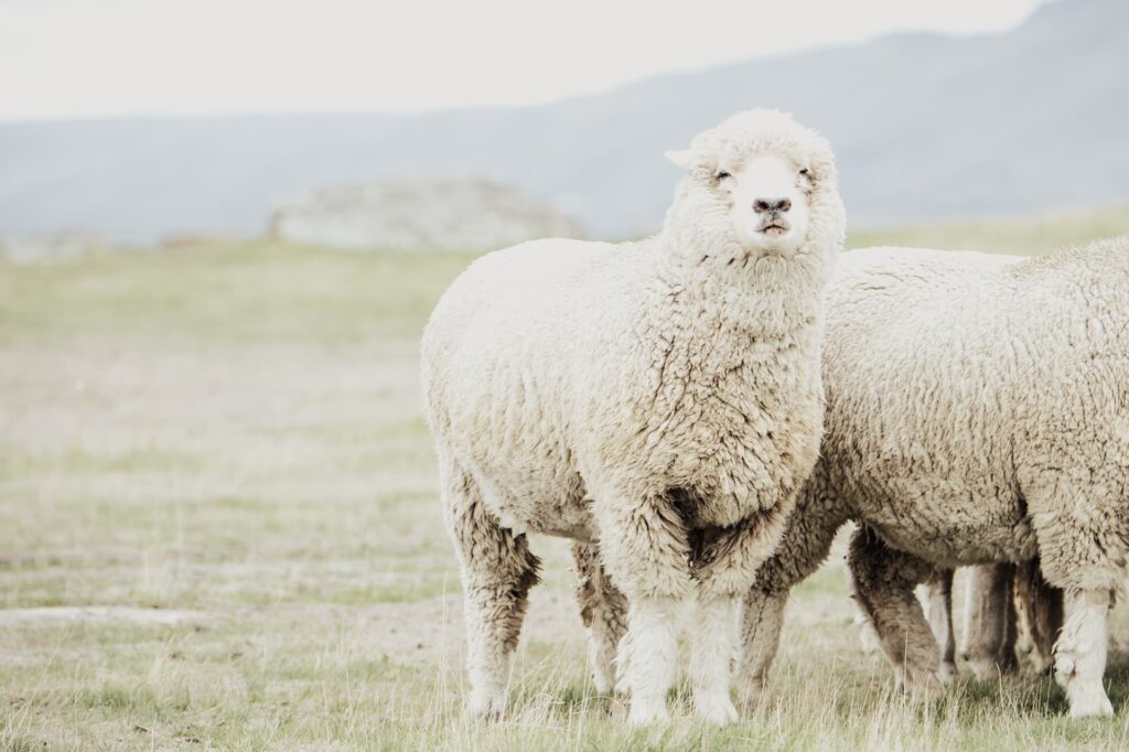 Wool Carpets